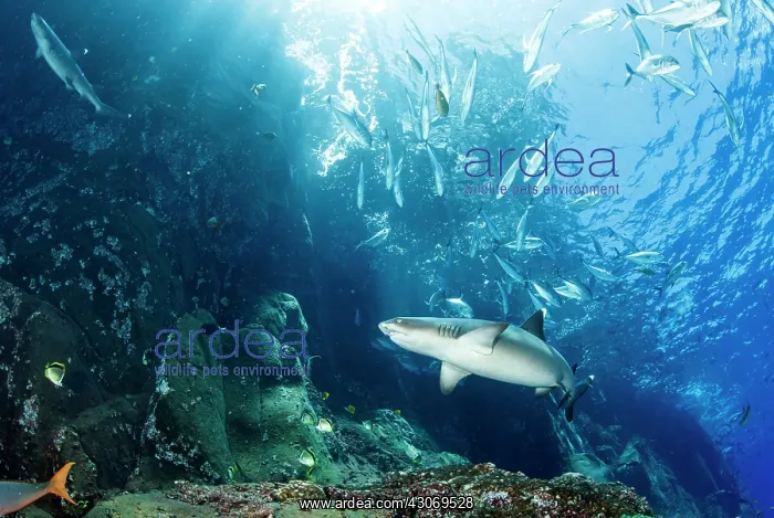 : Whitetip reef sharks, Triaenodon obesus, Roca Partida : Whitetip reef sharks, Triaenodon obesus, Roca Partida