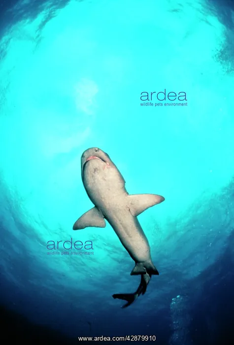 : Whitetip / white-tip Reef Shark : Whitetip / white-tip Reef Shark