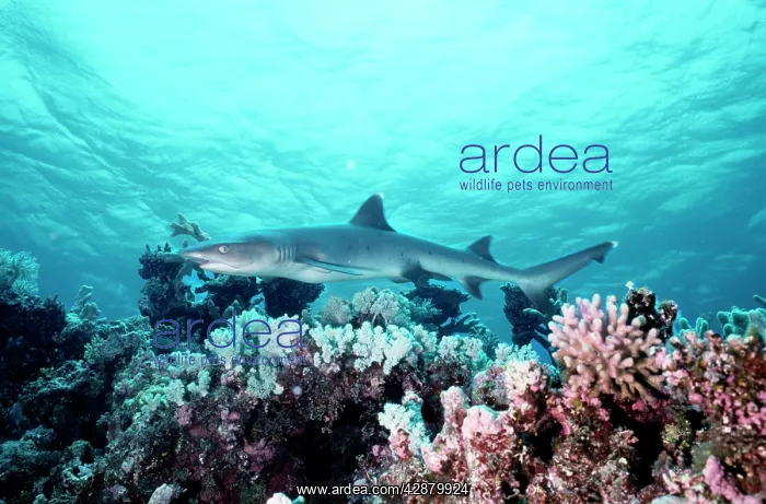 : Whitetip / white-tip Reef Shark : Whitetip / white-tip Reef Shark