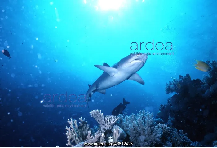 : Whitetip / white-tip Reef Shark : Whitetip / white-tip Reef Shark