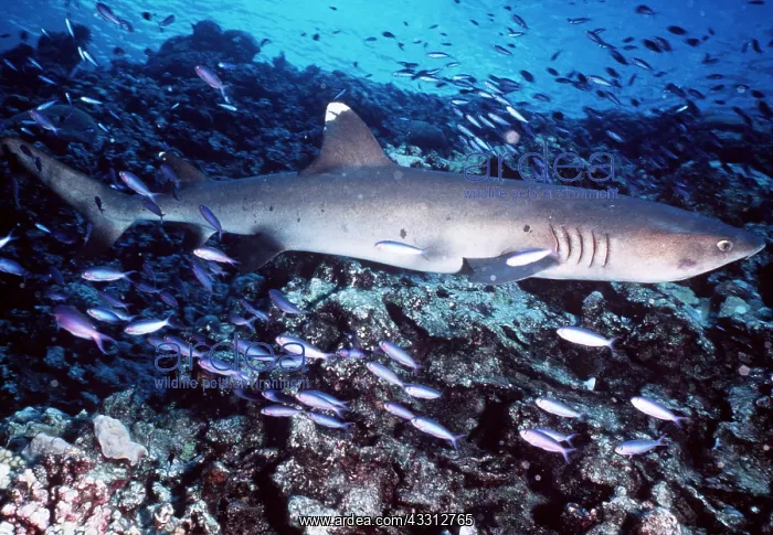 : Whitetip / white-tip Reef Shark : Whitetip / white-tip Reef Shark