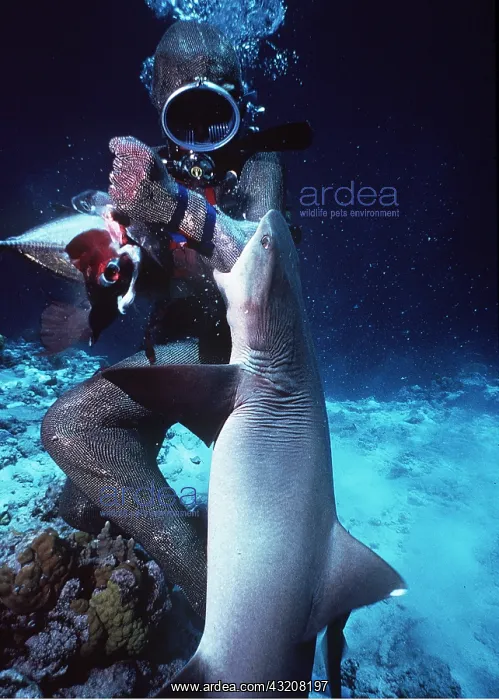 : Whitetip / white-tip REEF SHARK - Biting scuba diver : Whitetip / white-tip REEF SHARK - Biting scuba diver