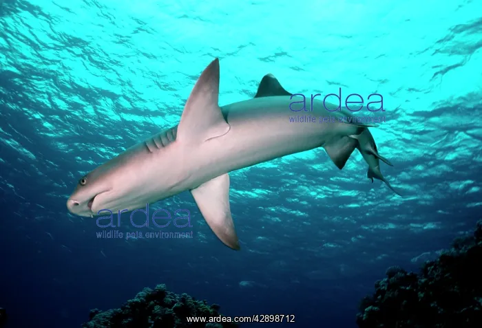 : Whitetip / white-tip Reef Shark - A common shark : Whitetip / white-tip Reef Shark - A common shark