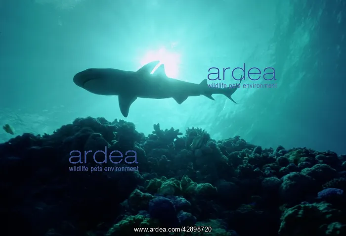 : Whitetip / white-tip Reef Shark - Cruising through : Whitetip / white-tip Reef Shark - Cruising through