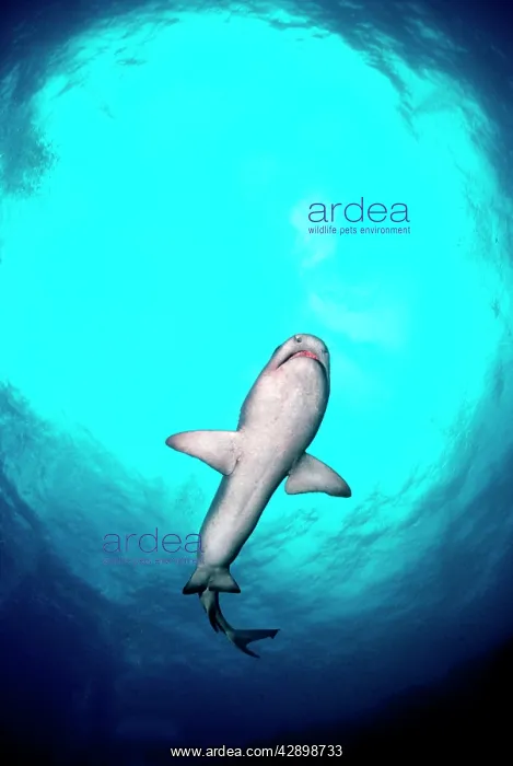  : Whitetip  /  white-tip Reef Shark - female shark