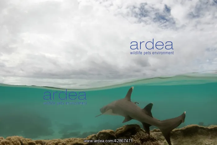 : Whitetip / white-tip Reef Shark - half over and : Whitetip / white-tip Reef Shark - half over and