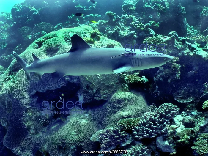 : Whitetip / white-tip Reef Shark - with Remora fish : Whitetip / white-tip Reef Shark - with Remora fish