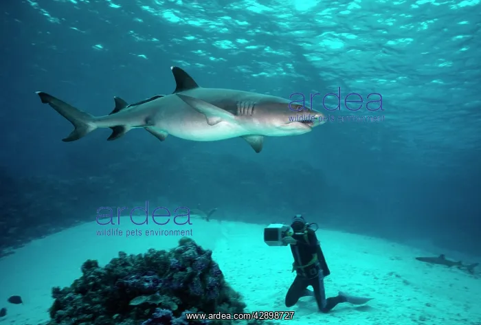 : Whitetip / white-tip Reef Shark - Shark attracted : Whitetip / white-tip Reef Shark - Shark attracted