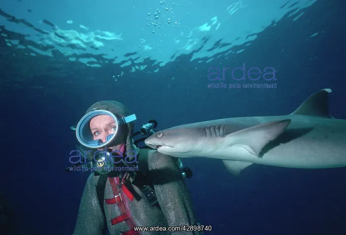 : Whitetip / white-tip Reef Shark - Shark swimming : Whitetip / white-tip Reef Shark - Shark swimming