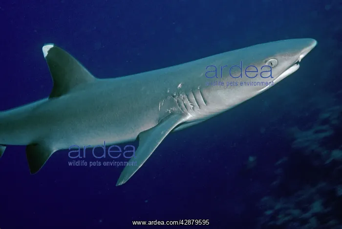  : Whitetip  /  white-tip Reef Shark - showing mating scars