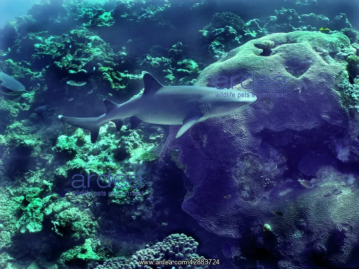 : Whitetip / white-tip Reef shark - This species : Whitetip / white-tip Reef shark - This species