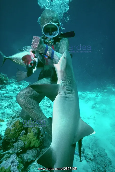 : Whitetip / white-tip reef SHARK - Valerie Taylor : Whitetip / white-tip reef SHARK - Valerie Taylor