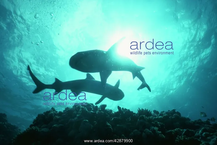: Whitetip / white-tip Reef Sharks : Whitetip / white-tip Reef Sharks