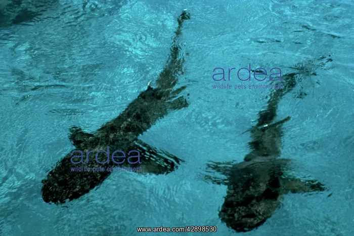  : Whitetip  /  white-tip Reef Sharks - swimming across