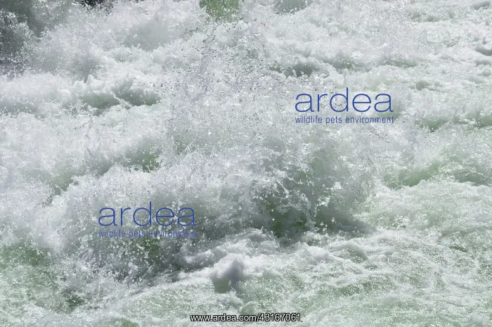 : Whitewater : Whitewater