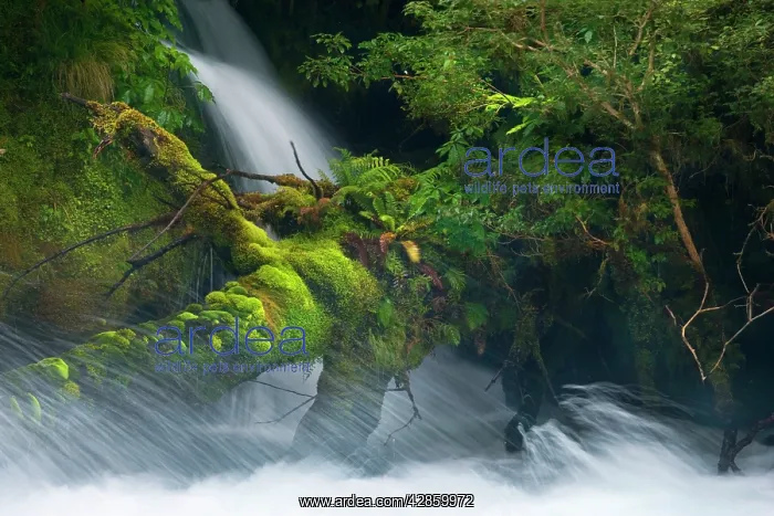  : Whitewater river - wild torrent running over moss-covered