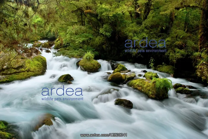 : Whitewater river - wild torrent running over moss-covered : Whitewater river - wild torrent running over moss-covered