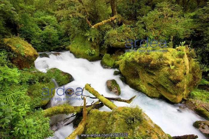 : Whitewater river - wild torrent running over moss-covered : Whitewater river - wild torrent running over moss-covered