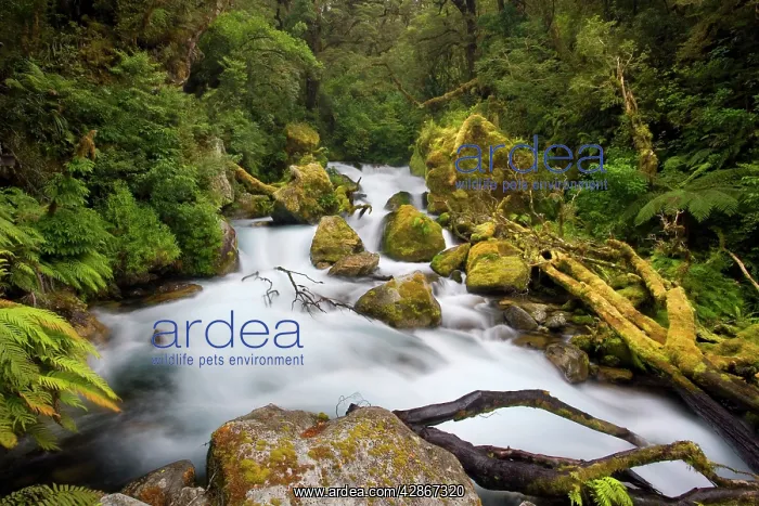 : Whitewater river - wild torrent running over moss-covered : Whitewater river - wild torrent running over moss-covered