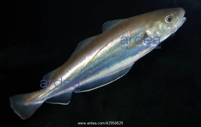 : Whiting (Merlangius merlangus). North Sea : Whiting (Merlangius merlangus). North Sea