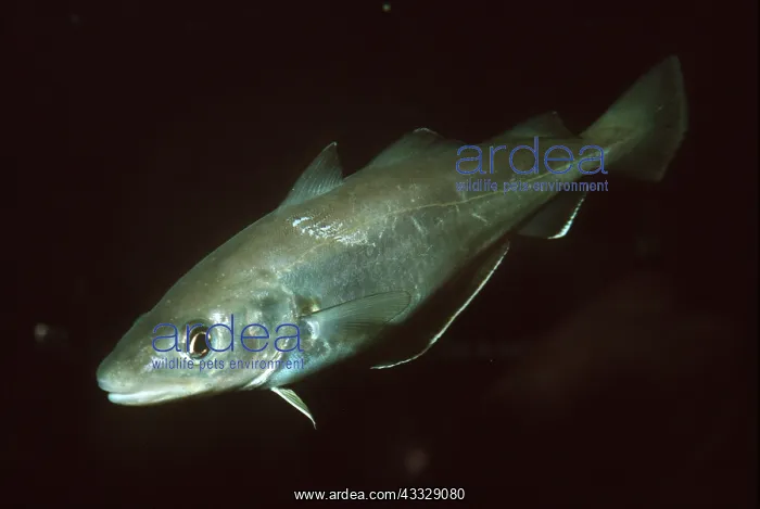  : WHITING FISH