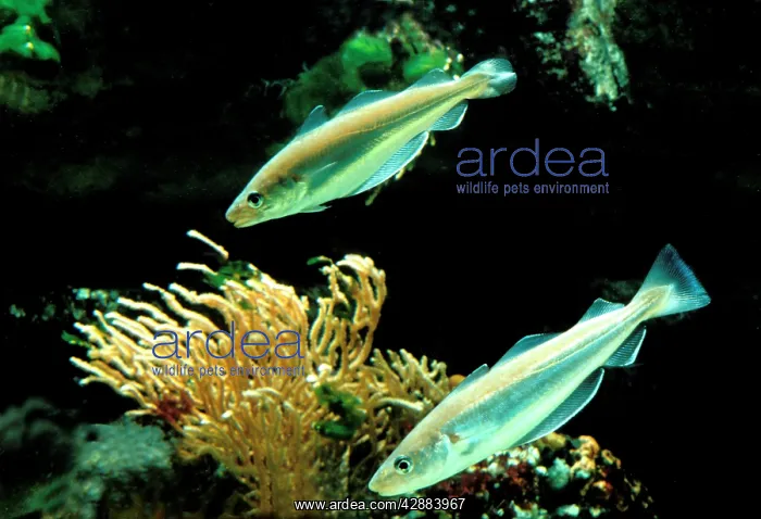 : Whiting Fish - Underwater : Whiting Fish - Underwater