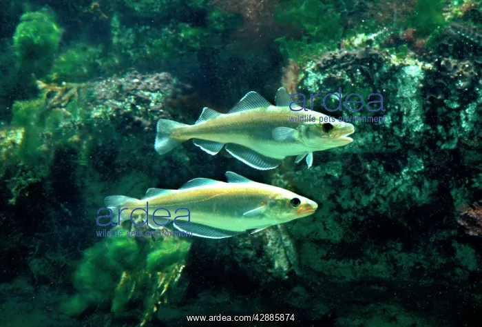 : Whiting Fish - Underwater : Whiting Fish - Underwater