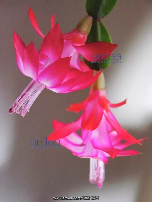: Whitsuncactus : Whitsuncactus