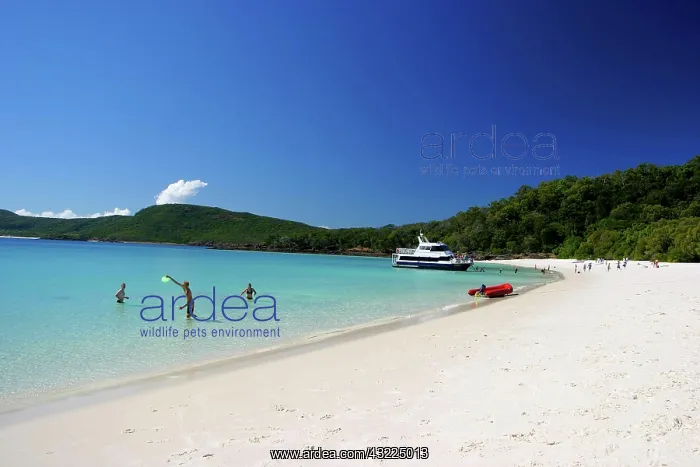 : The Whitsunday Islands, Australia. The white : The Whitsunday Islands, Australia. The white