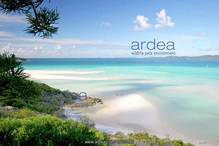 : The Whitsunday Islands, Australia. The white : The Whitsunday Islands, Australia. The white