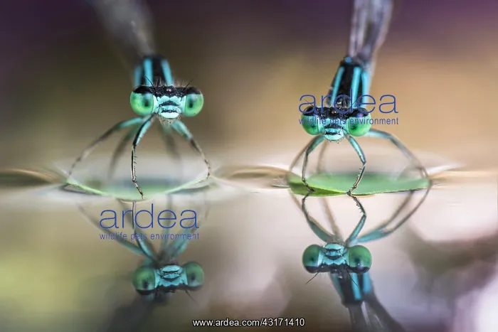 : Who do you think they are? - two damselflies on : Who do you think they are? - two damselflies on