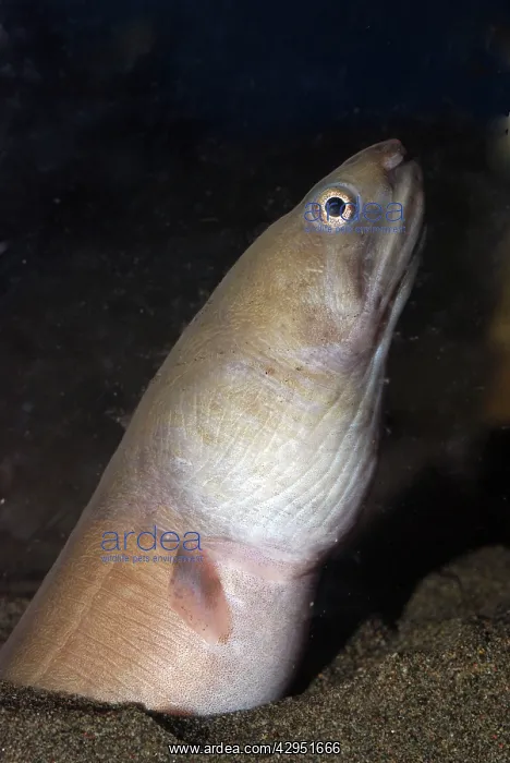 : Wholesail Snake Eel, north Pacific : Wholesail Snake Eel, north Pacific