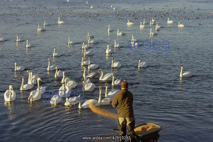 : Whooper & Mute Swans (Cygnus olor) - Being Fed : Whooper & Mute Swans (Cygnus olor) - Being Fed