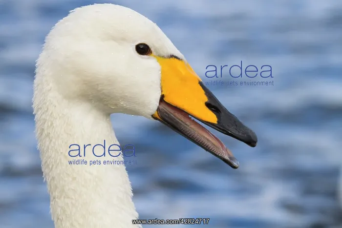 : Whooper Swan : Whooper Swan