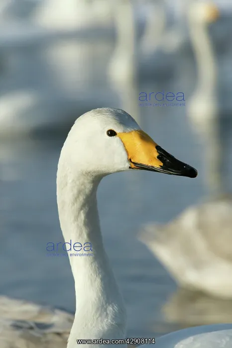 : Whooper Swan : Whooper Swan