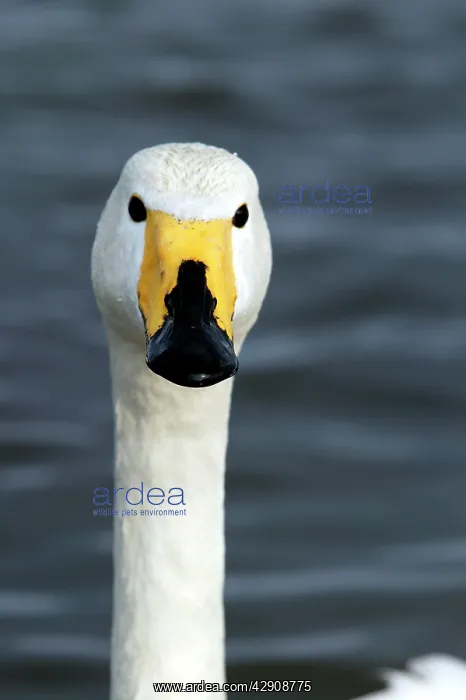 : Whooper Swan : Whooper Swan