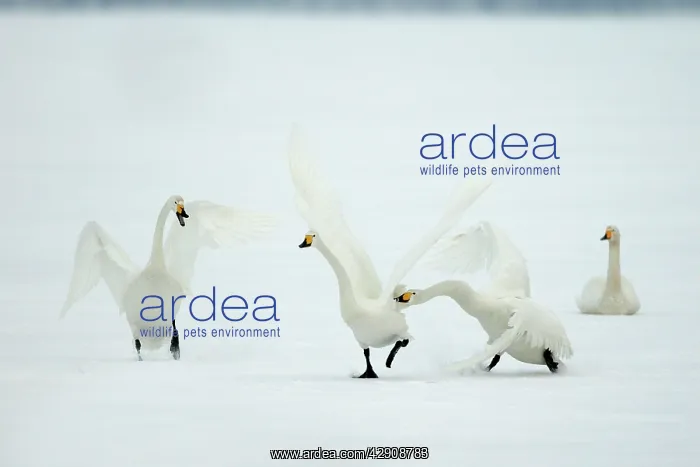 : Whooper Swan : Whooper Swan