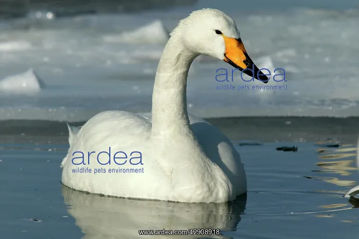 : Whooper Swan : Whooper Swan