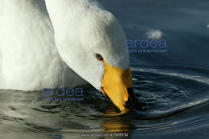 : Whooper Swan : Whooper Swan