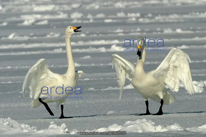 : Whooper Swan - two : Whooper Swan - two