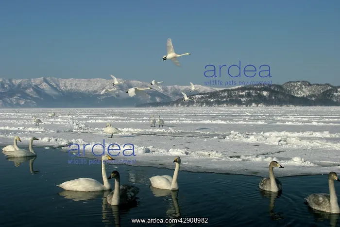 : Whooper Swan : Whooper Swan