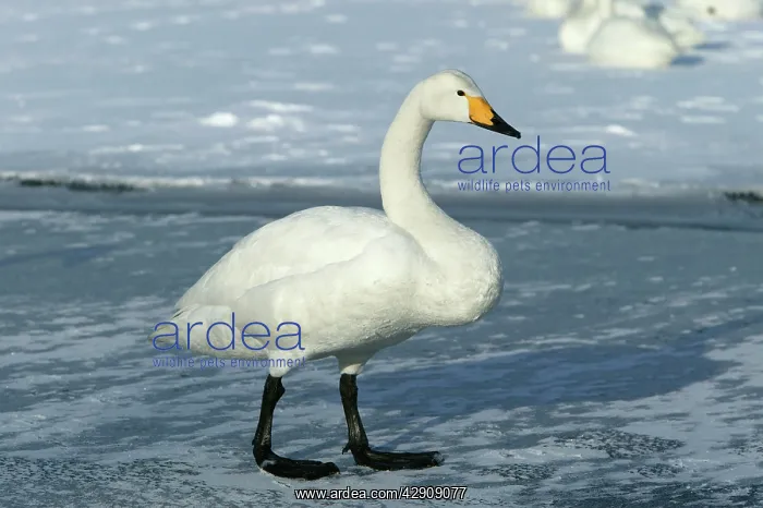 : Whooper Swan : Whooper Swan