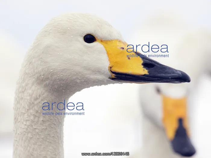 : Whooper Swan : Whooper Swan