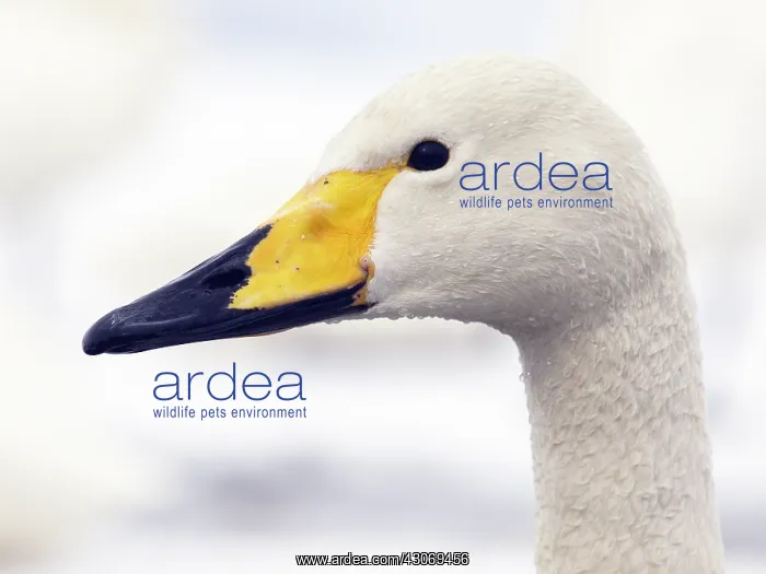 : Whooper Swan : Whooper Swan