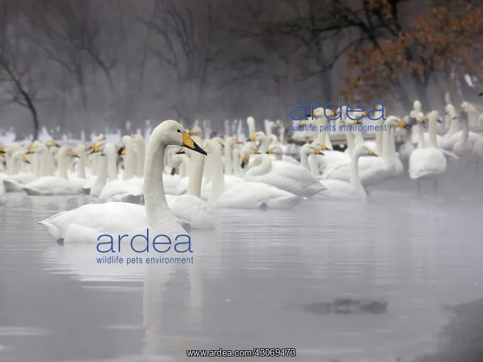 : Whooper Swan : Whooper Swan