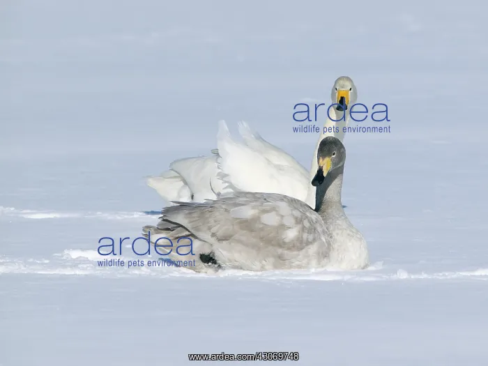 : Whooper Swan : Whooper Swan