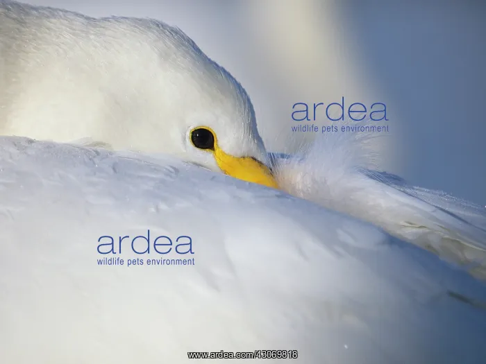 : Whooper Swan : Whooper Swan