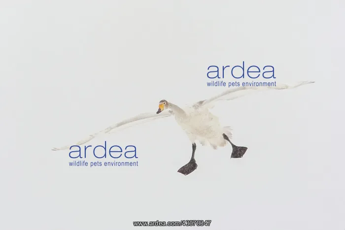 : Whooper Swan : Whooper Swan