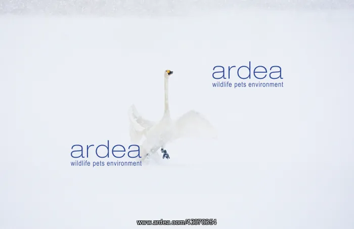 : Whooper Swan : Whooper Swan