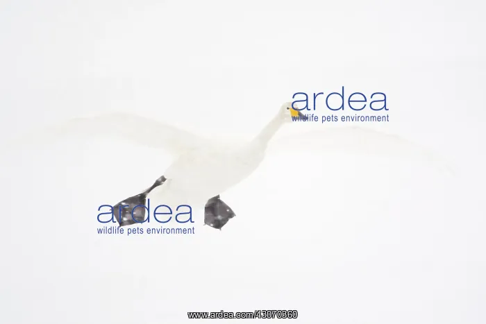 : Whooper Swan : Whooper Swan